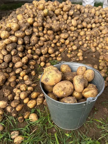 Картофель домашний с.Подлопатки - Еда в Улан-Удэ