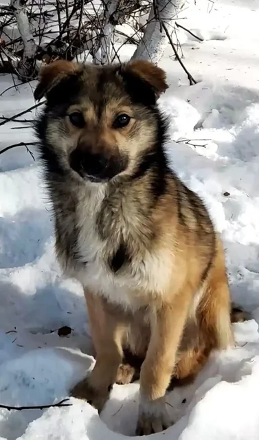 Ищет дом ласковый мальчик с отмороженной лапкой - Собаки в Улан-Удэ