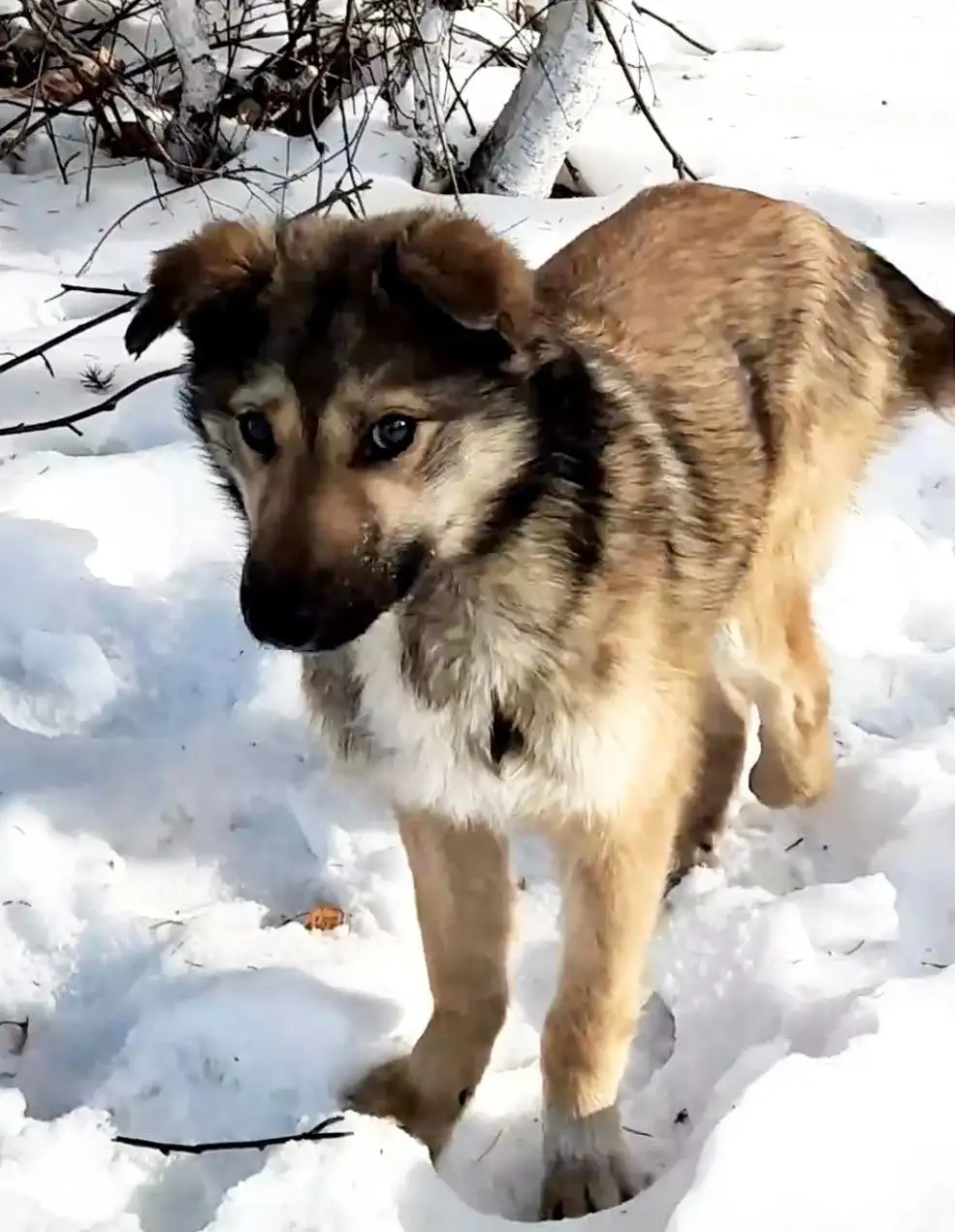 Ищет дом ласковый мальчик с отмороженной лапкой - Собаки (Животные) в Улан-Удэ