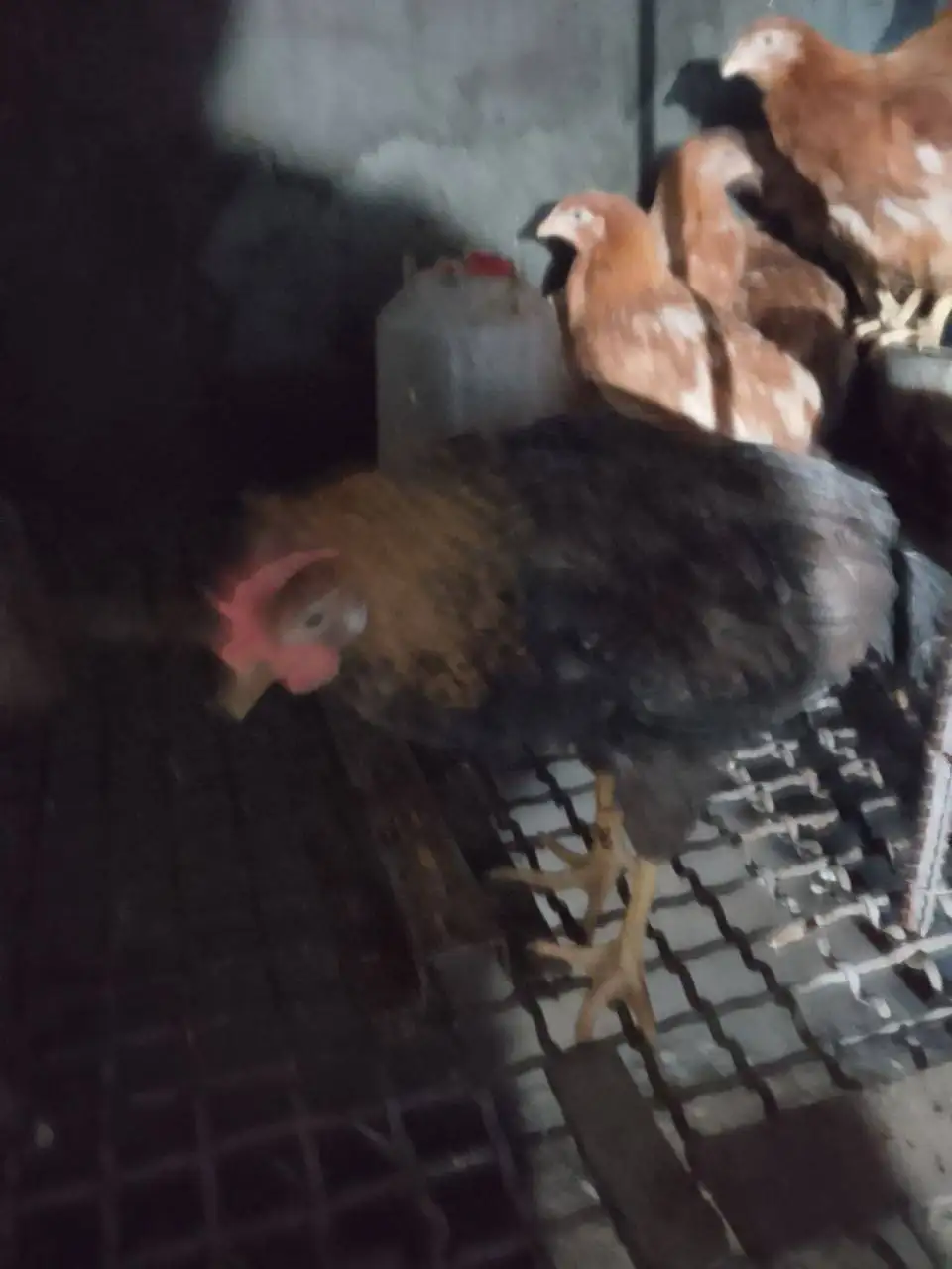 Продажа петухов - Птицы (Животные) в Улан-Удэ