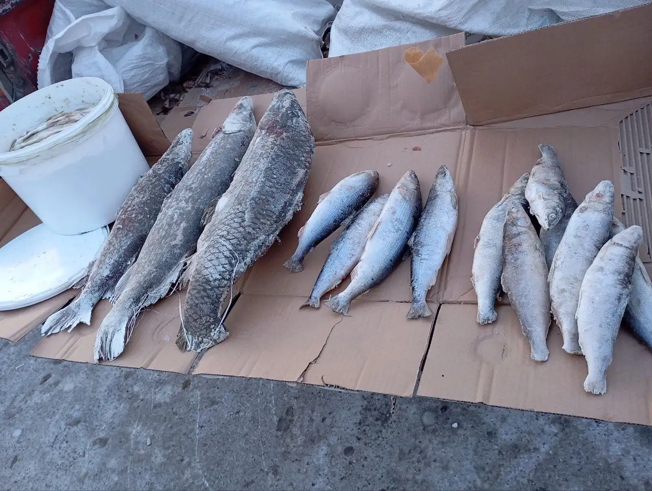 Свежая рыба с Республики - Продукты (Барахолка) в Улан-Удэ