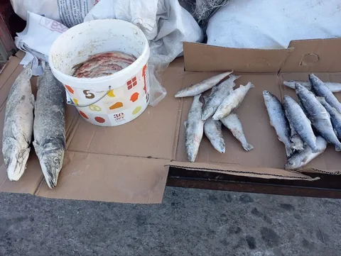 Свежая рыба Баргузинская Щука, Сырок, Байкальская селедка - Рыба в Улан-Удэ