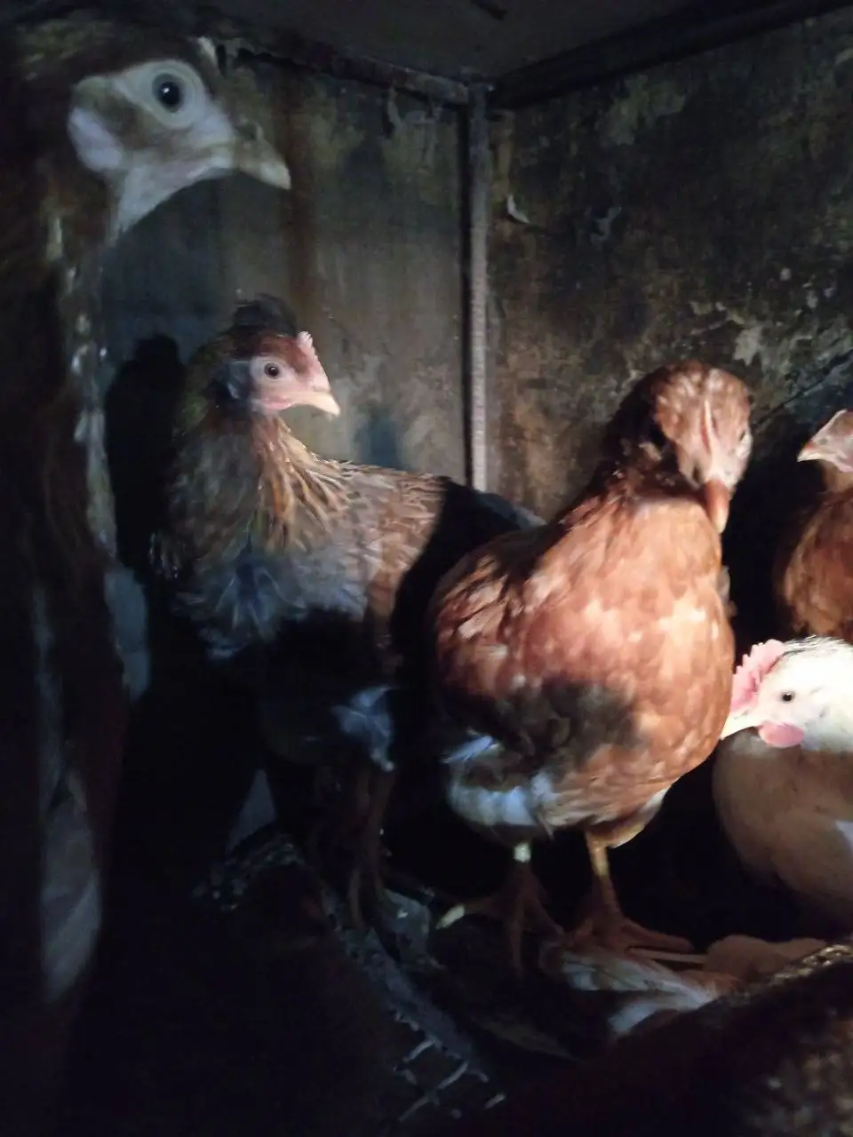 Продам кур несушек, молодки - Животные (Барахолка) в Улан-Удэ