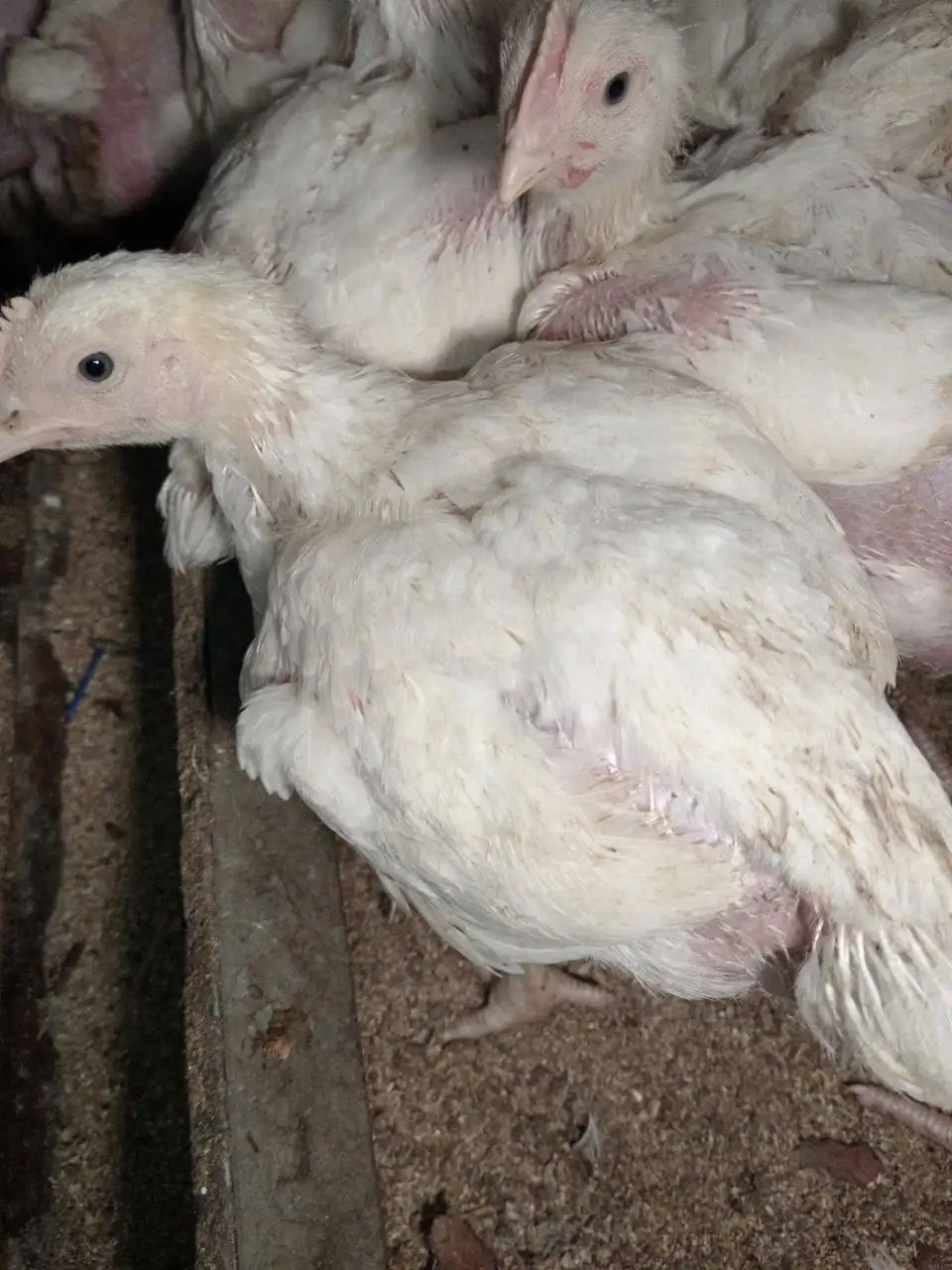 Продам бройлеров цыплят - Птица (Животные) в Улан-Удэ