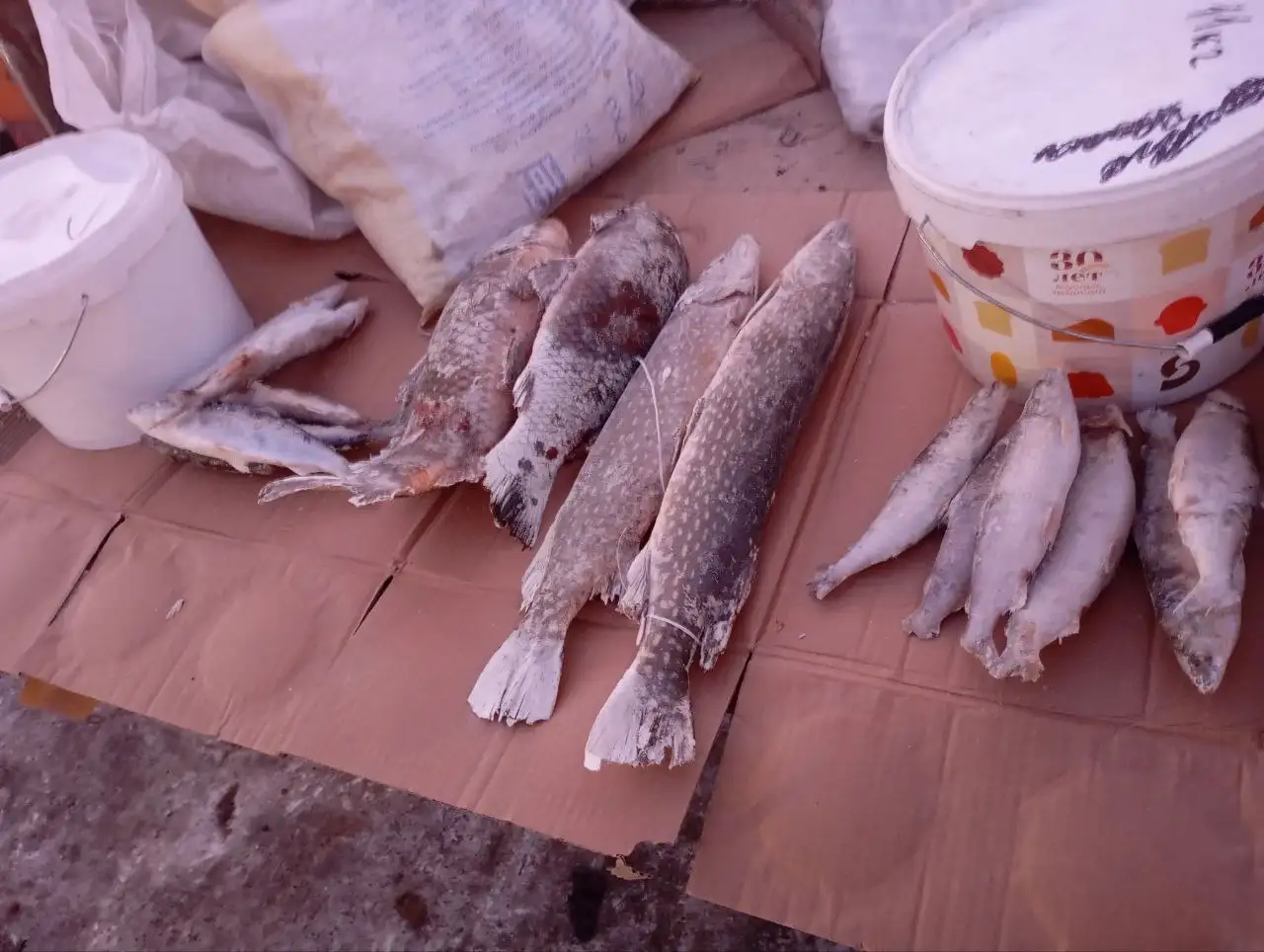 Свежая рыба из Республики - Продукты (Барахолка) в Улан-Удэ