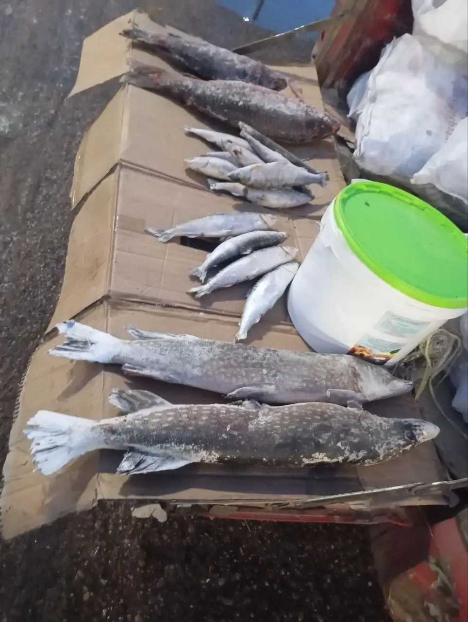 Свежая рыба с доставкой в Улан-Удэ - Продукты питания (Барахолка) в Улан-Удэ