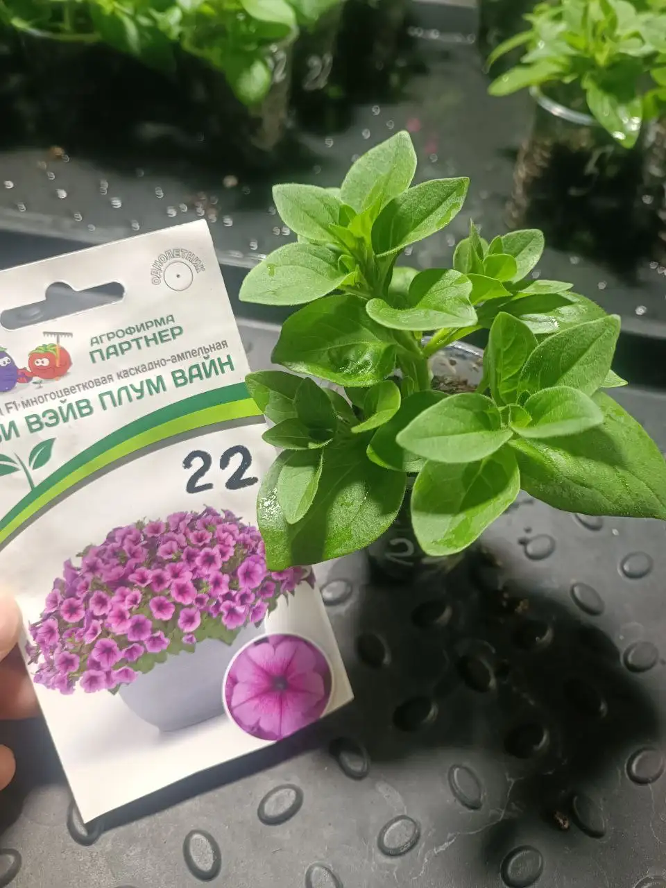 Саженцы петунии - Растения (Барахолка) в Улан-Удэ