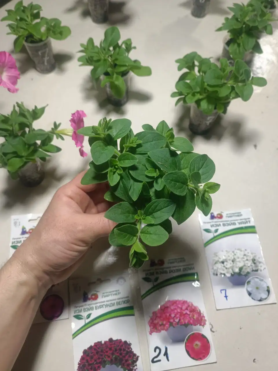 Саженцы петунии - Растения (Барахолка) в Улан-Удэ