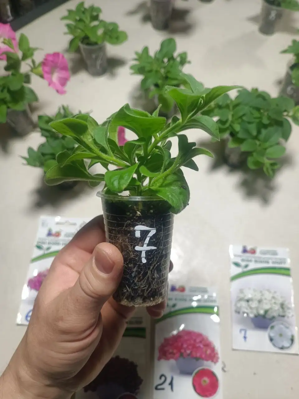 Саженцы петунии - Растения (Барахолка) в Улан-Удэ