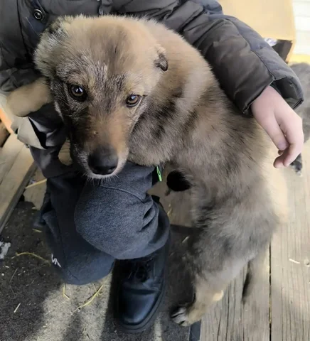 Отдам в хорошие руки собаку для охраны двора - частное объявление в Улан-Удэ