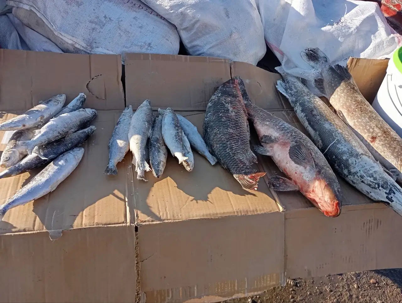 Свежая рыба Бурятии с доставкой - Продукты питания (Барахолка) в Улан-Удэ