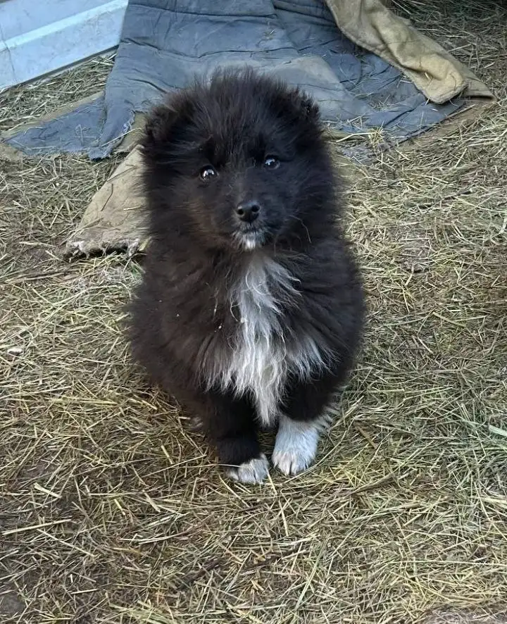 Щенок МИМИШКА ищет хозяина - Собаки (Животные) в Улан-Удэ