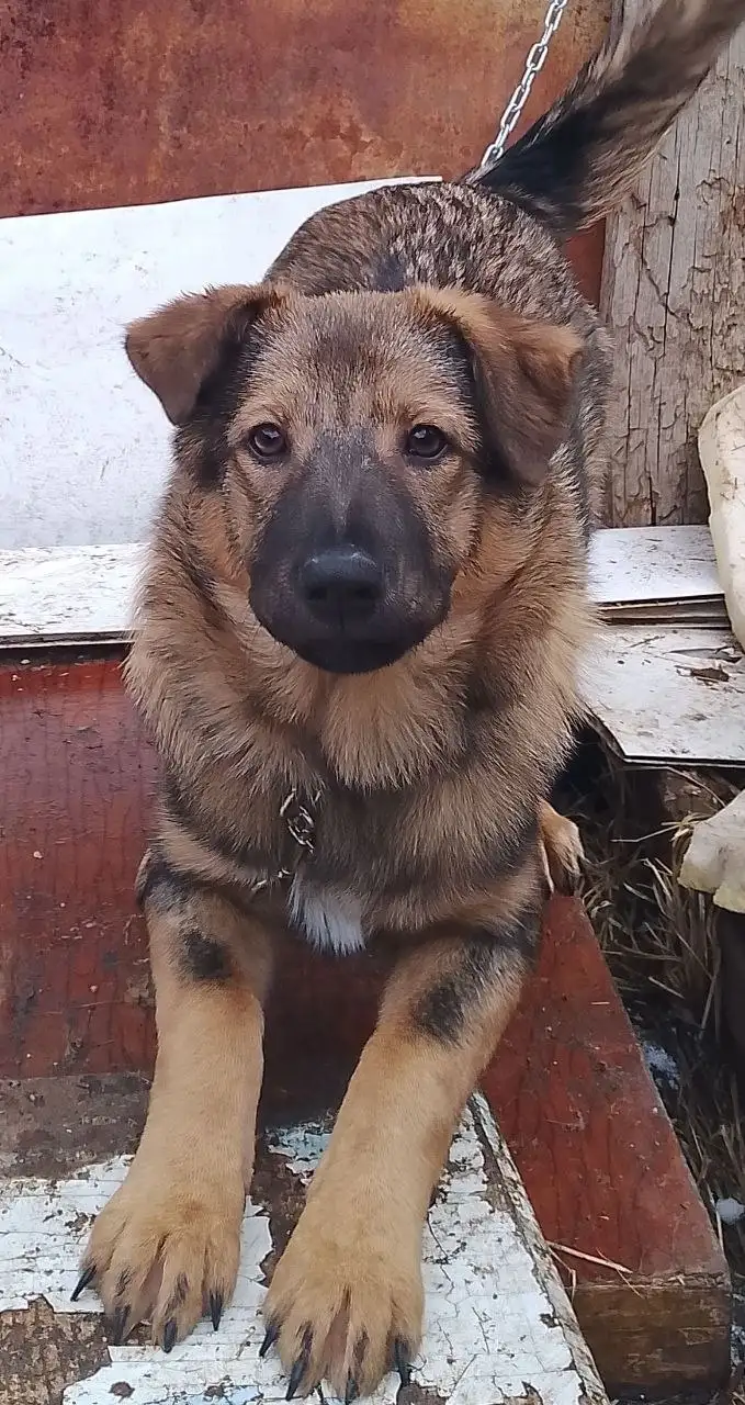 Батончик - охранная собака в дар - Собаки (Животные) в Улан-Удэ