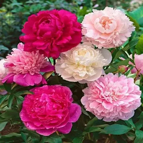 Саженцы пионов более 30 сортов - Творчество в Красноярск