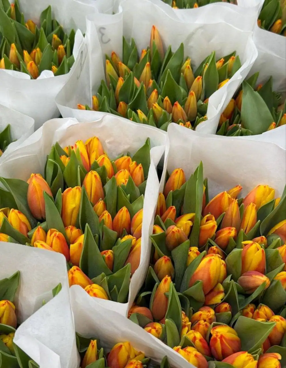 Продажа тюльпанов разных сортов - Растения (Барахолка) в Курск