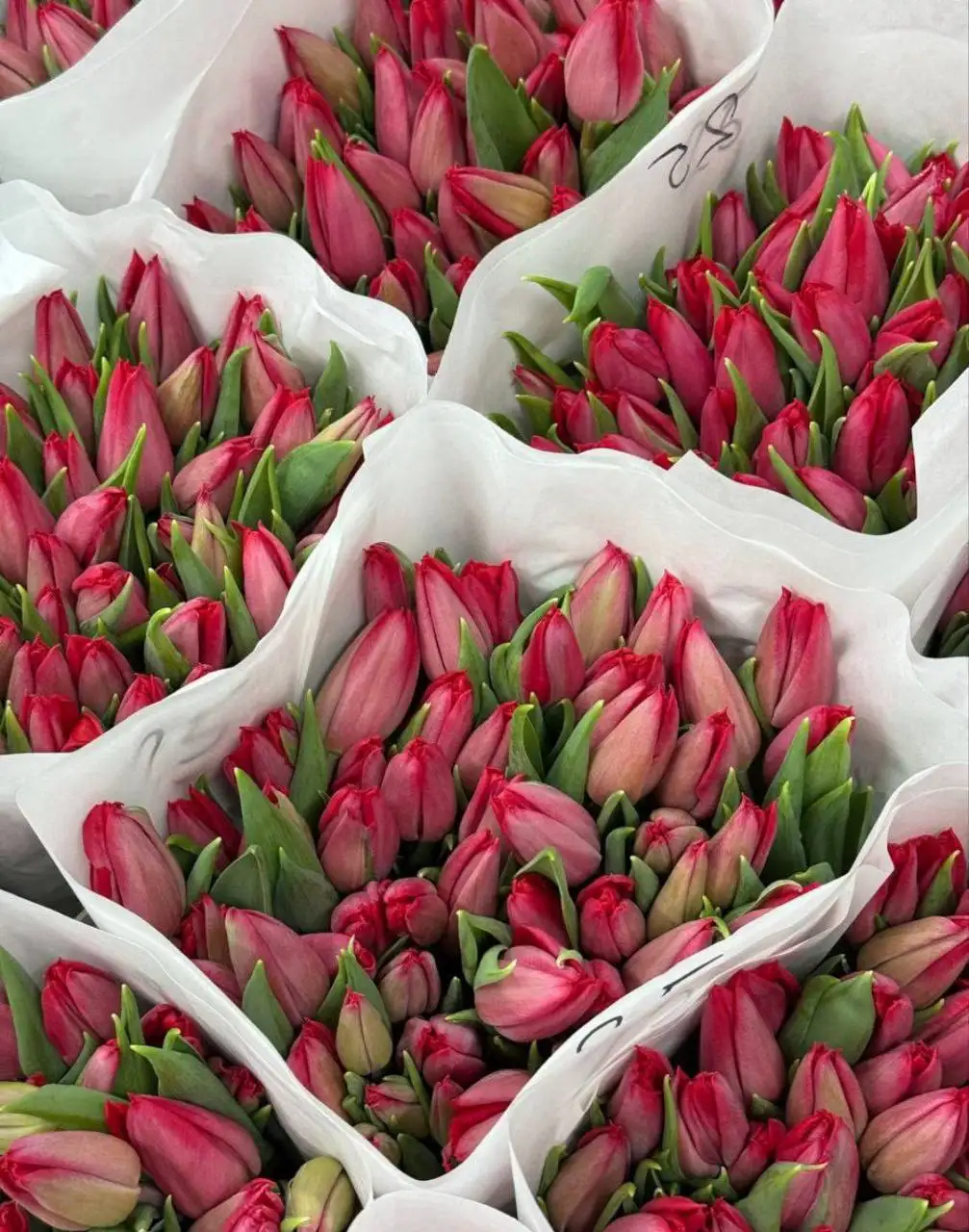 Продажа тюльпанов разных сортов - Растения (Барахолка) в Курск