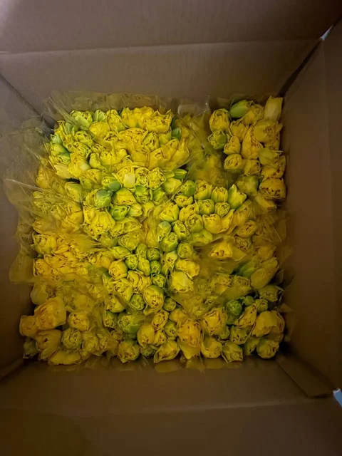 Тюльпаны к 8 Марта с доставкой - Картины в Саратов