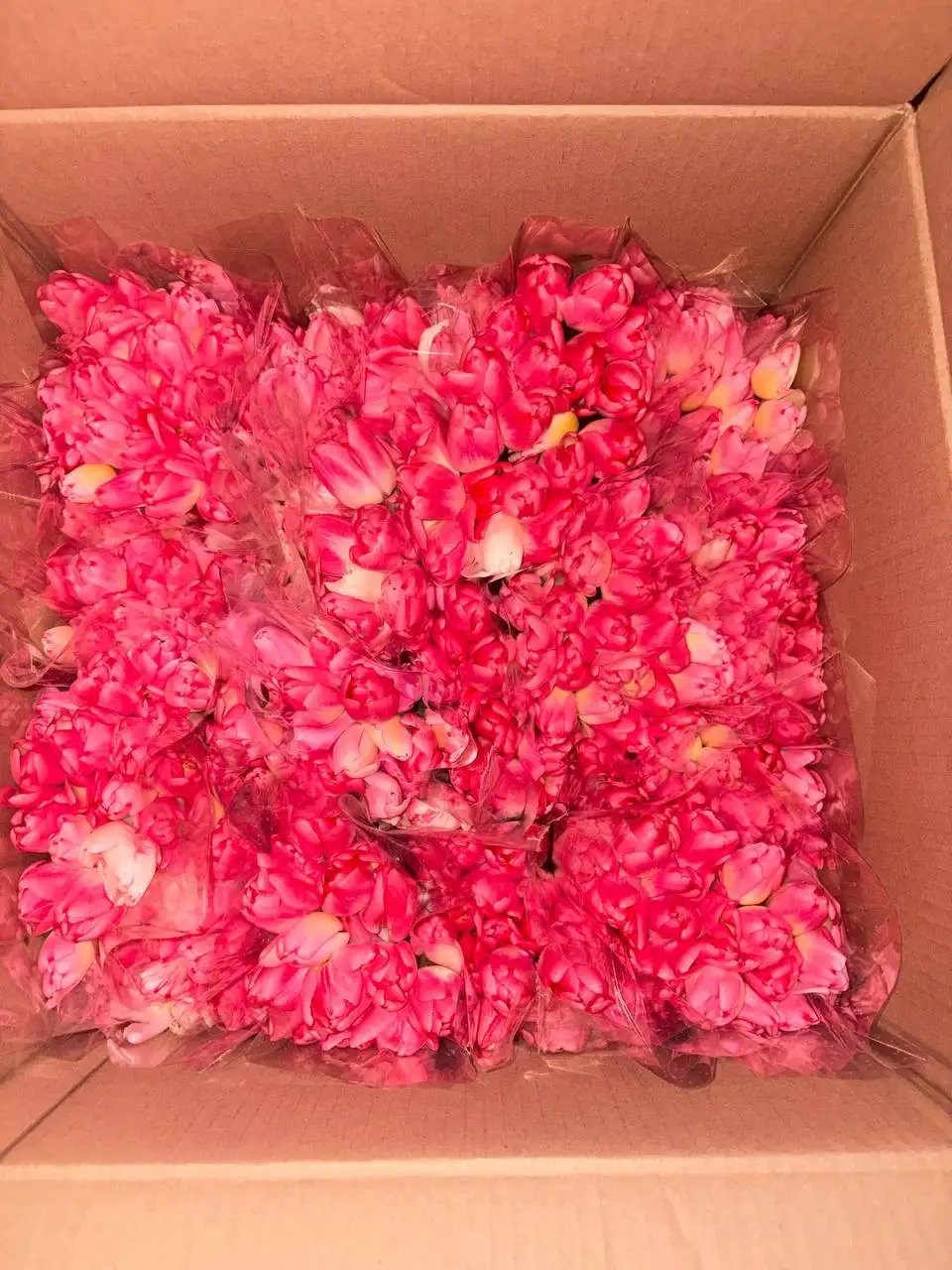 Тюльпаны к 8 Марта с доставкой - Хобби и отдых в Саратов