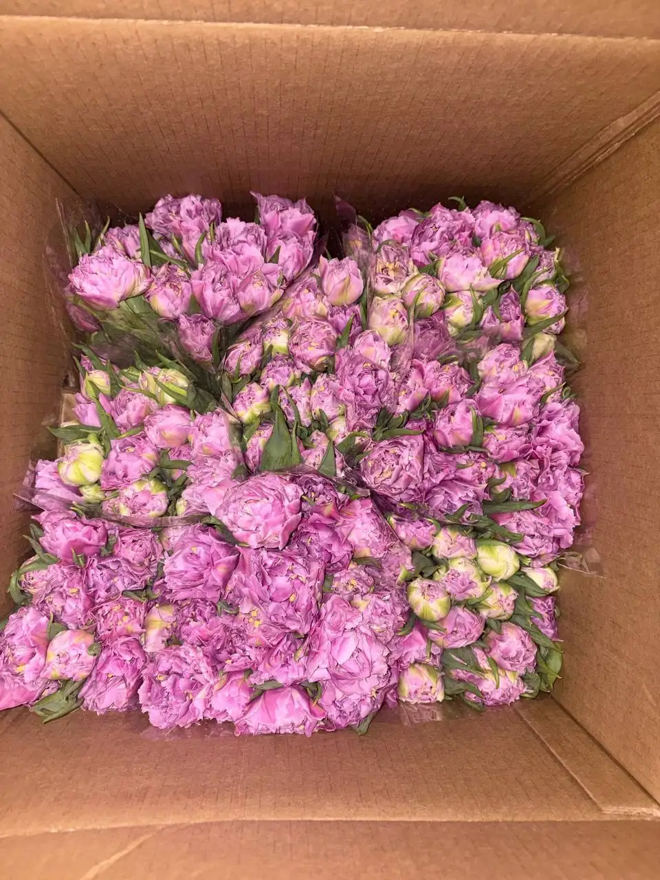 Тюльпаны к 8 Марта с доставкой - Хобби и отдых в Саратов