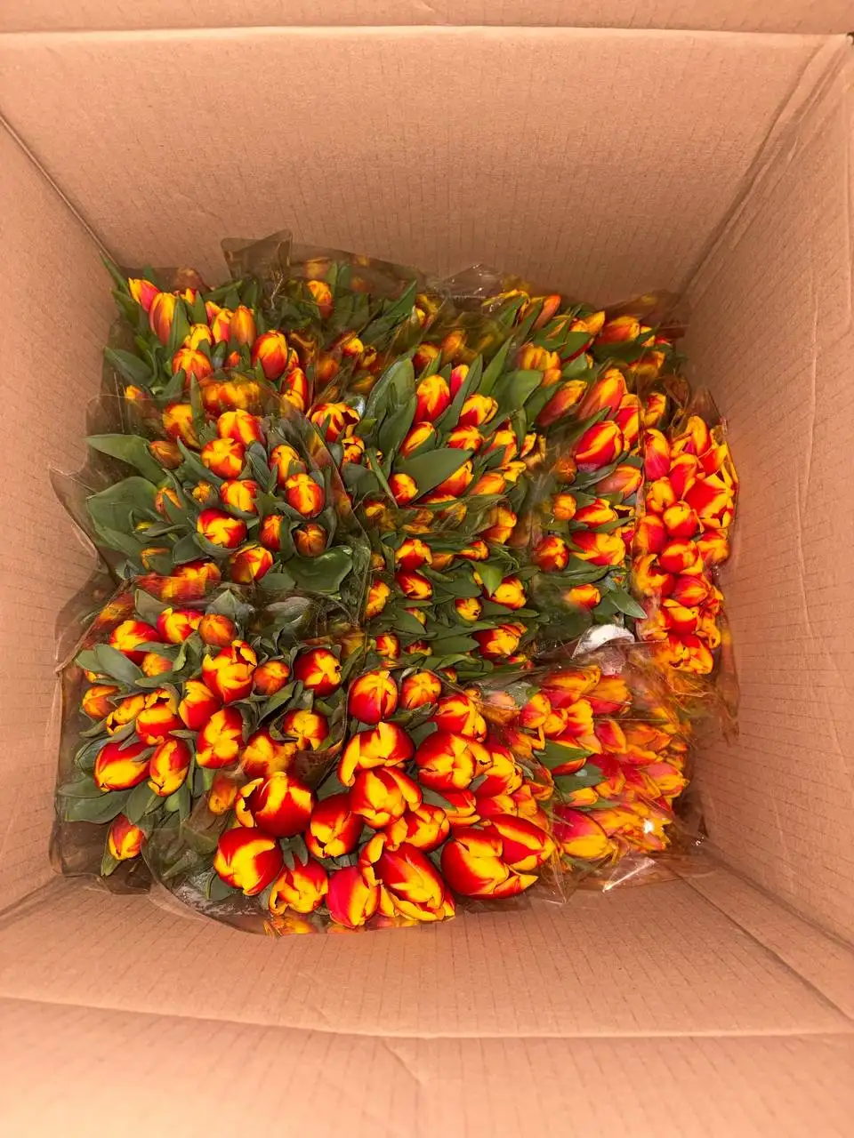 Тюльпаны к 8 Марта с доставкой - Хобби и отдых в Саратов