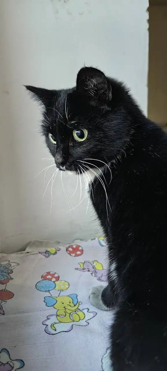 Поиск дома для кота в Улан-Удэ