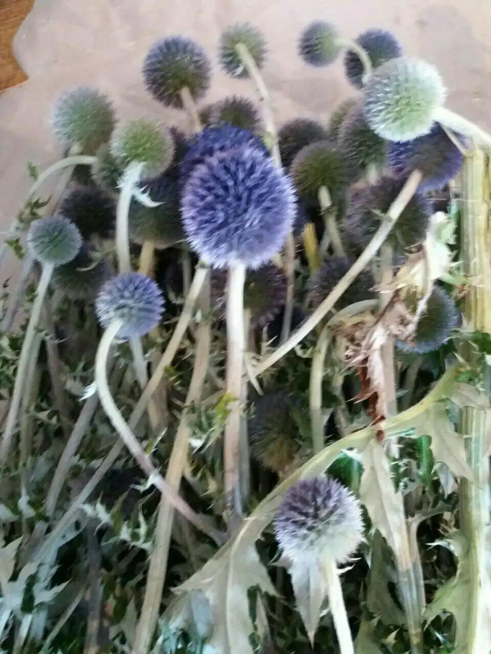 Семена мордовника для лечения нервных расстройств