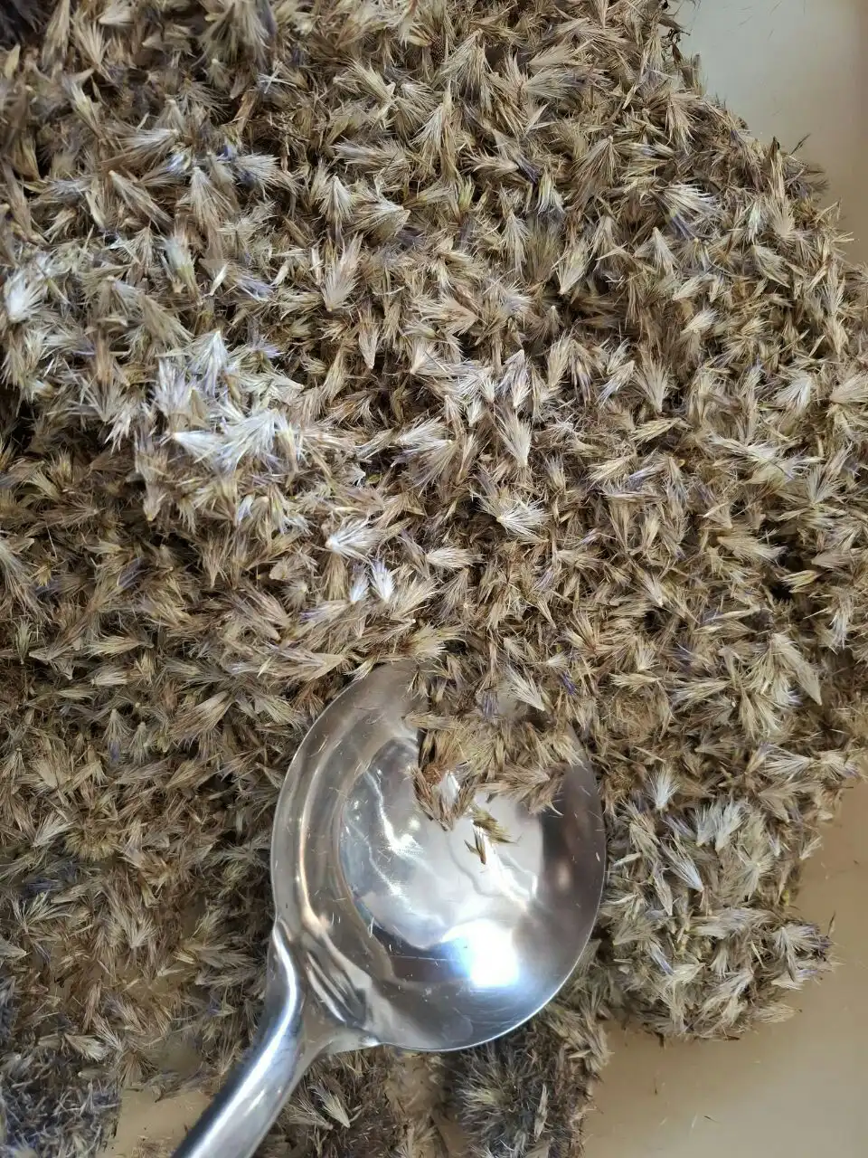 Семена мордовника для лечения нервных расстройств