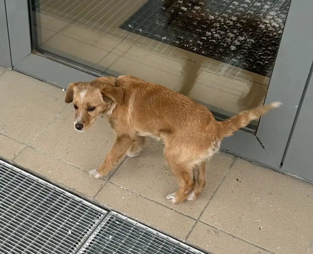 Потерявшийся щенок возле поликлиники