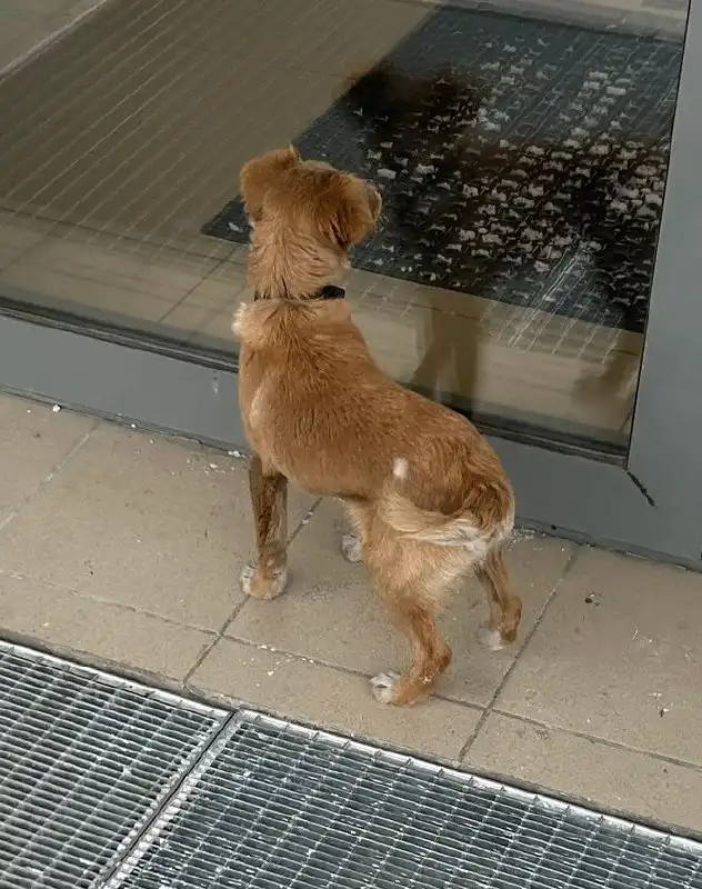 Потерявшийся щенок возле поликлиники