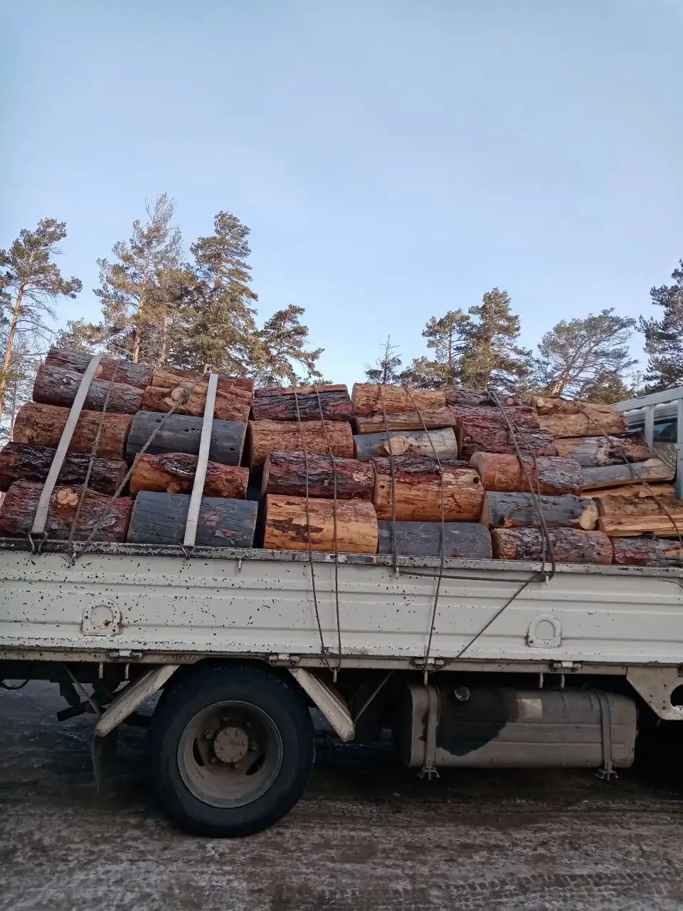 Лиственница сухая, шесть рядов