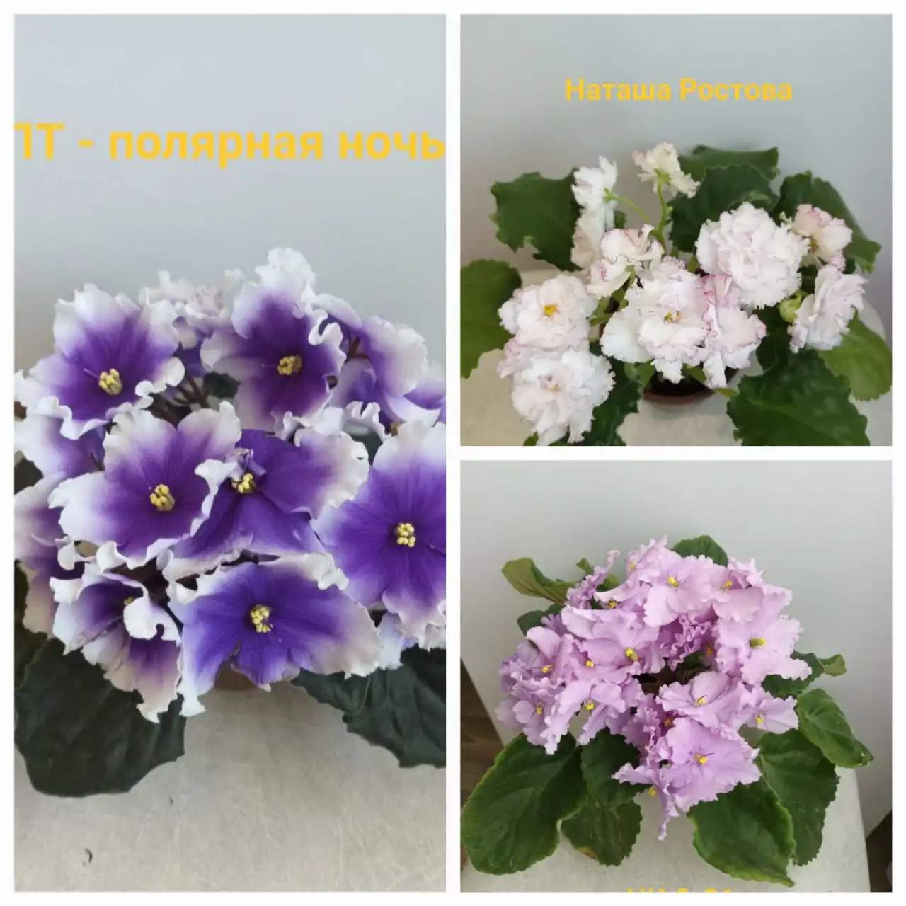 Продажа сортовых фиалок