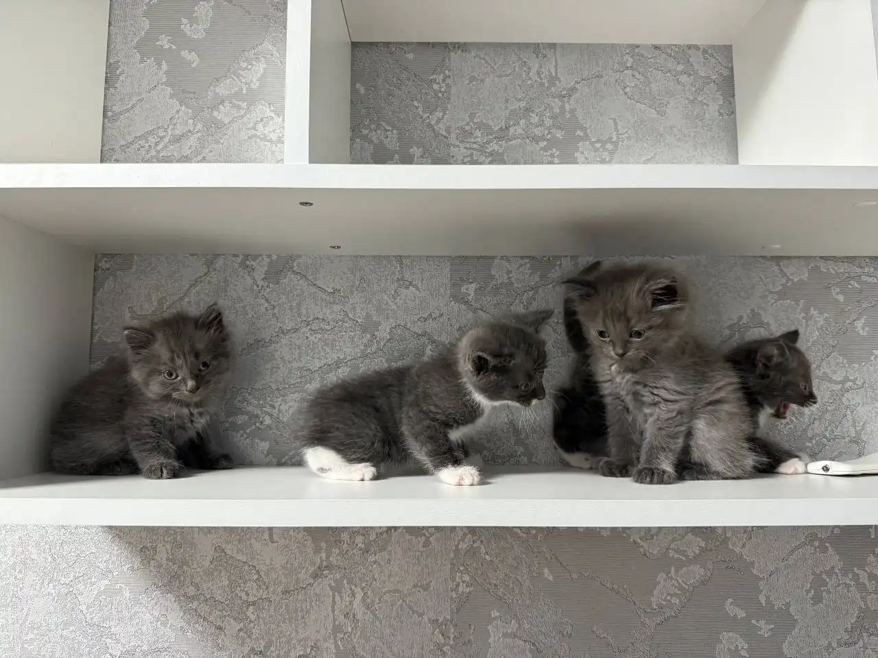 Отдам котят мальчиков