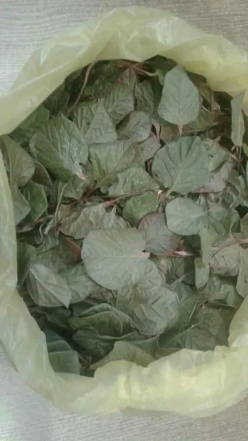 Грушанка круглолистная сушеная для лечения бесплодия - Электроника в Улан-Удэ