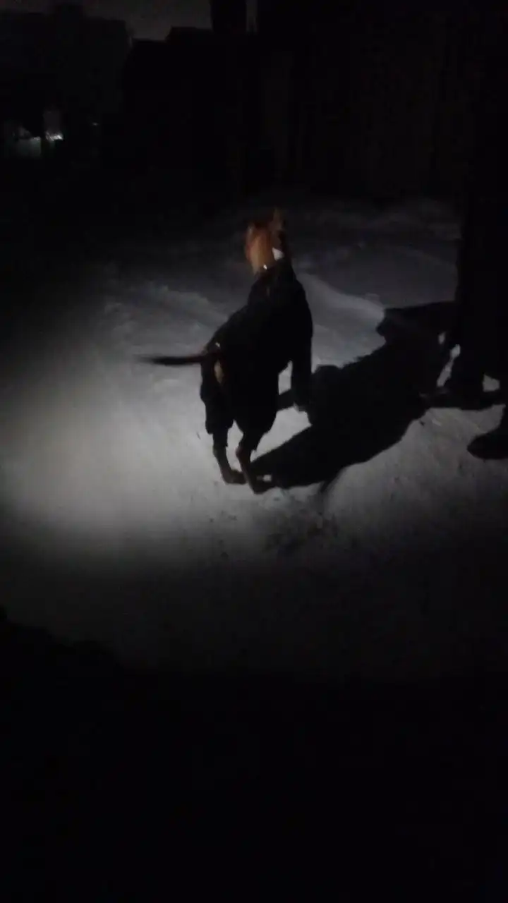 Потерянная собака в 106 квартале Улан-Удэ