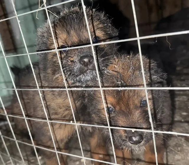 Щенки ищут дом в Улан-Удэ - Животные в Улан-Удэ