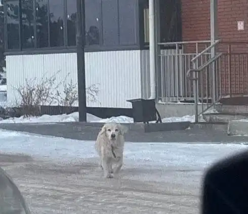 Лабрадор ищет хозяина в Улан-Удэ