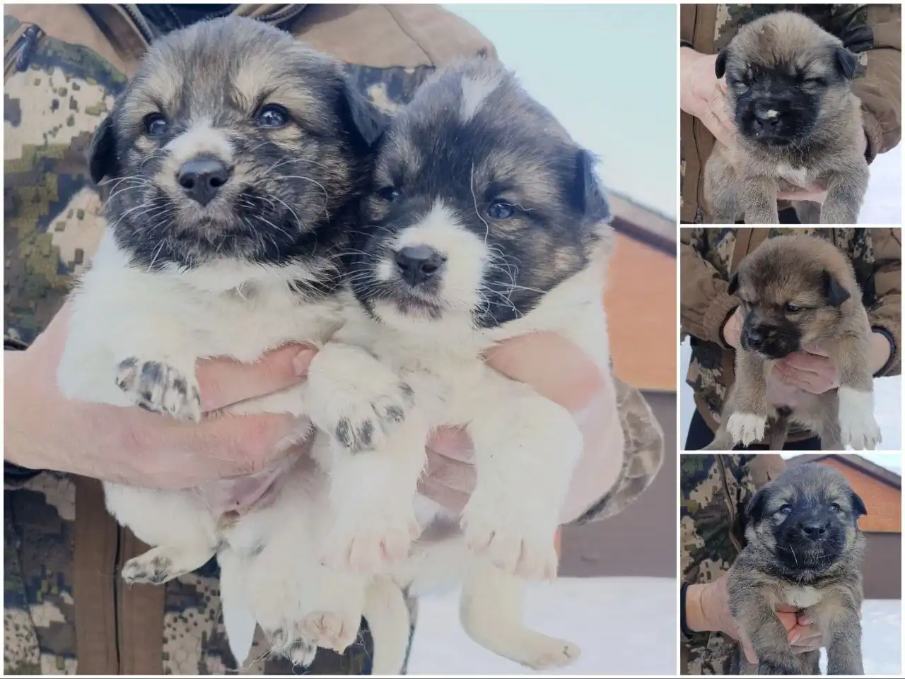 Щенки ищут дом в Улан-Удэ