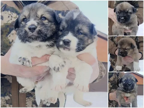 Щенки ищут дом в Улан-Удэ - частное объявление в Улан-Удэ