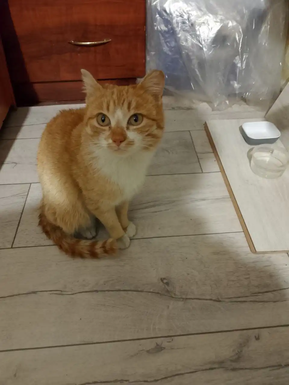 Светлая рыжая кошка ищет семью - Кошки (Животные) в Улан-Удэ
