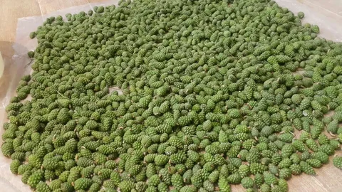 Зеленые сосновые шишки для настойки - Барахолка в Улан-Удэ