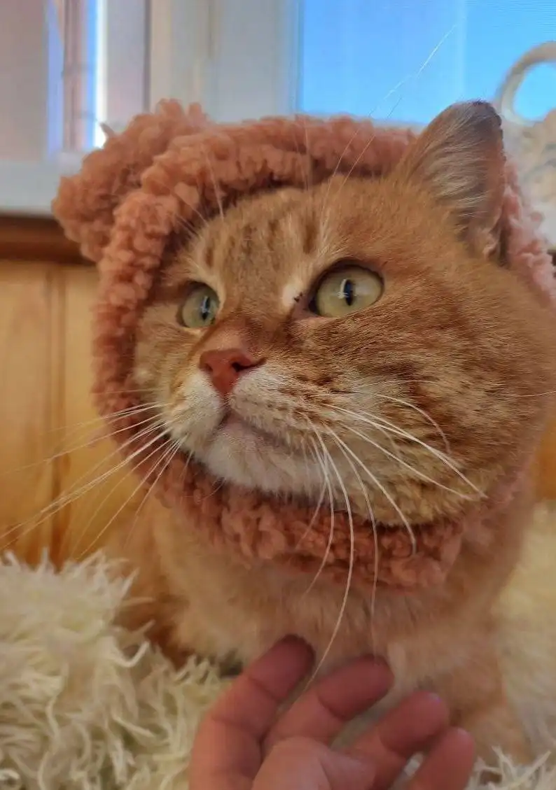 Молодой котик Медок ищет дом в Улан-Удэ