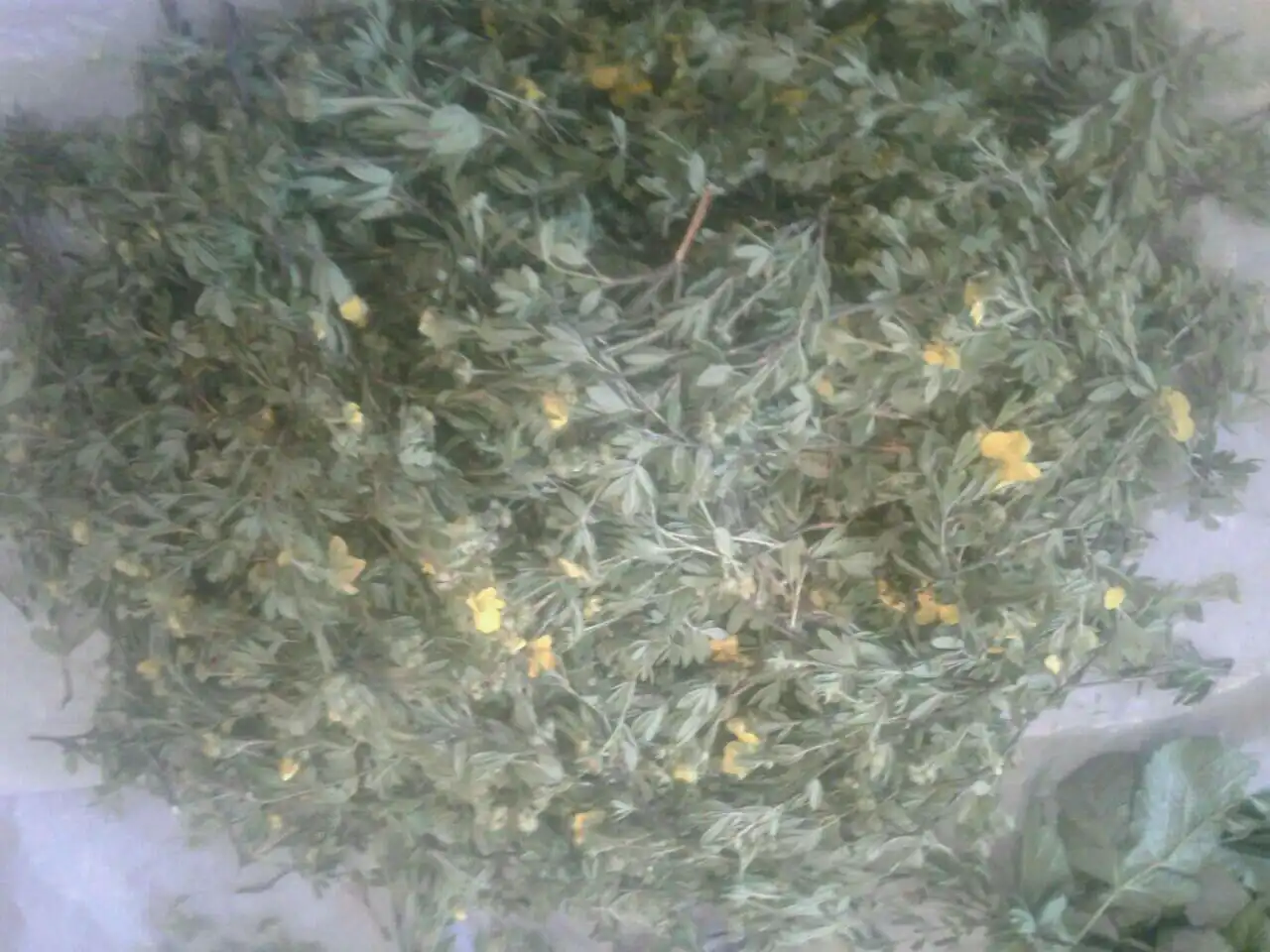 Курильский чай (лапчатка кустарниковая) - сбор 2025