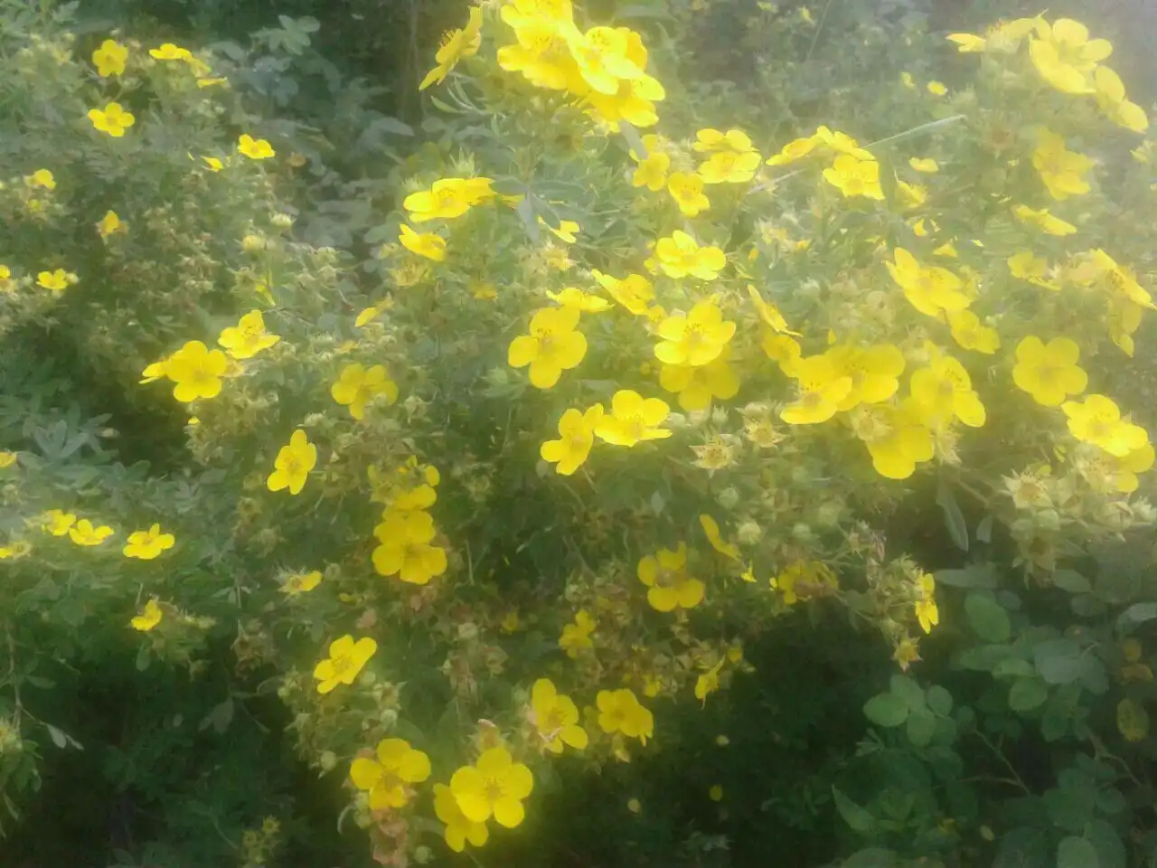 Курильский чай (лапчатка кустарниковая) - сбор 2025