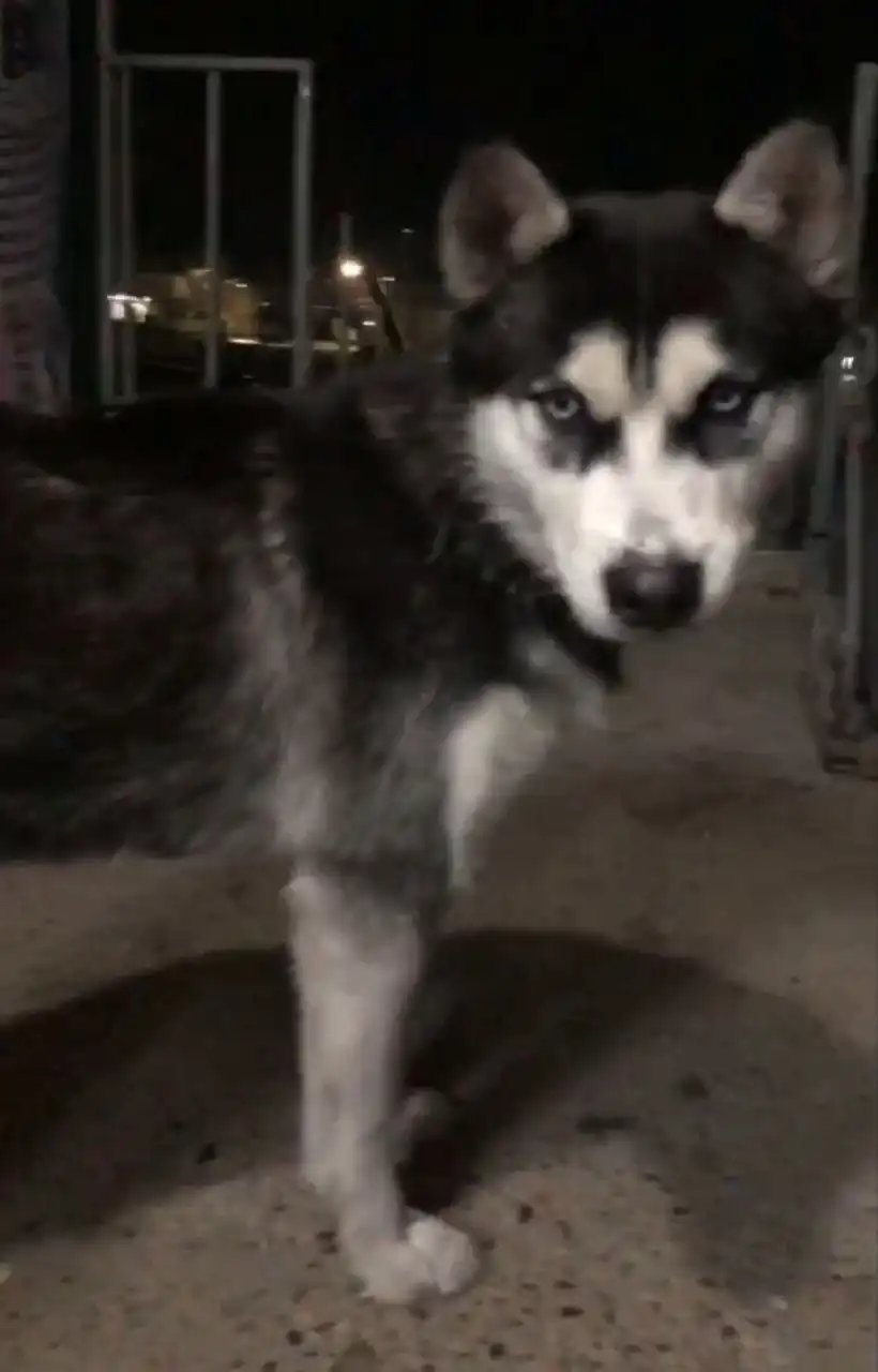 Найдена молодая хаски в Улан-Удэ - Собаки (Животные) в Улан-Удэ