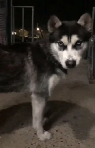 Найдена молодая хаски в Улан-Удэ - Собаки в Улан-Удэ