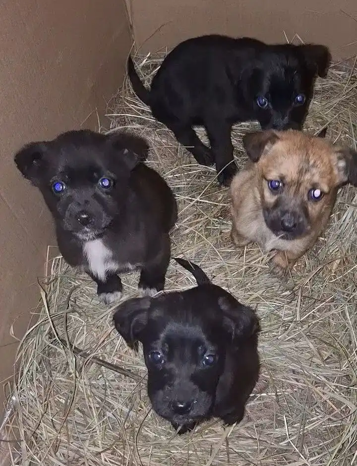 Щенята в добрые руки в Улан-Удэ - Собаки (Животные) в Улан-Удэ