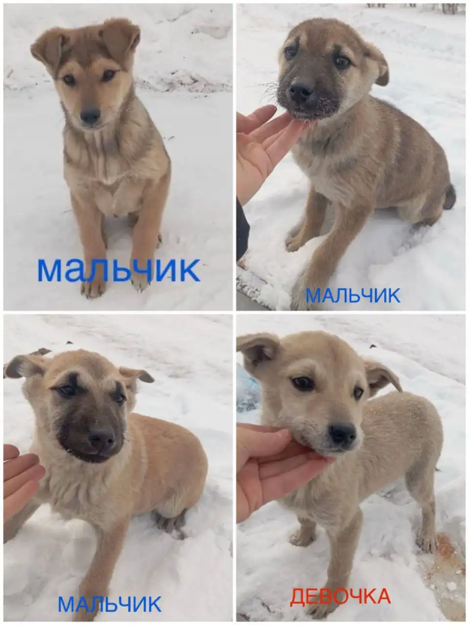 Щенки в добрые руки в Улан-Удэ - Собаки (Животные) в Улан-Удэ