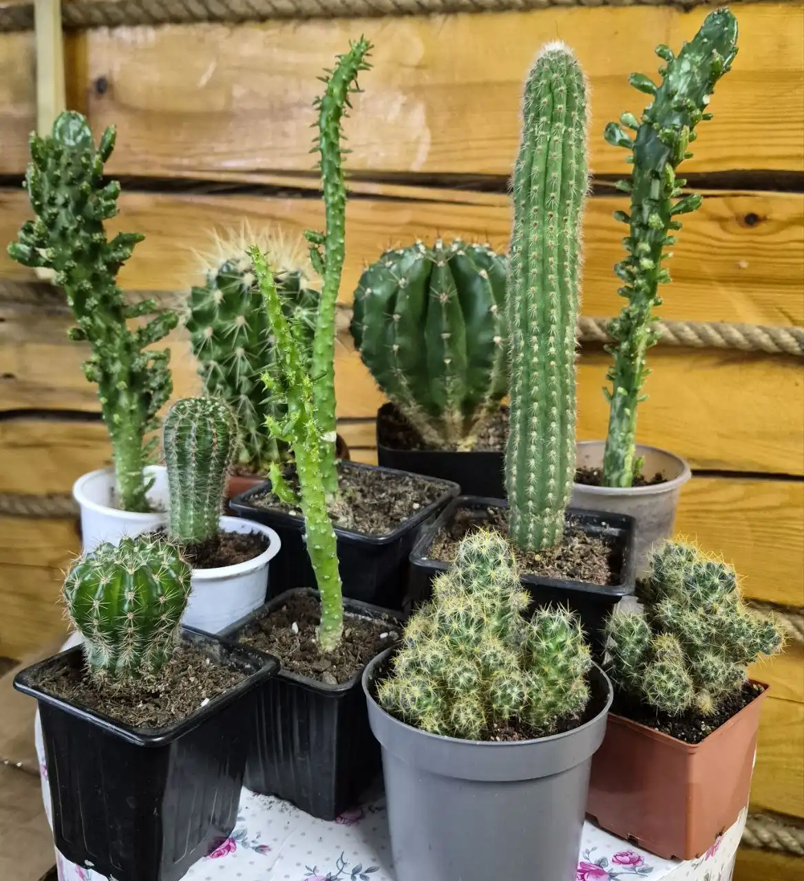 Продажа кактусов в Улан-Удэ - Растения (Хобби и отдых) в Улан-Удэ