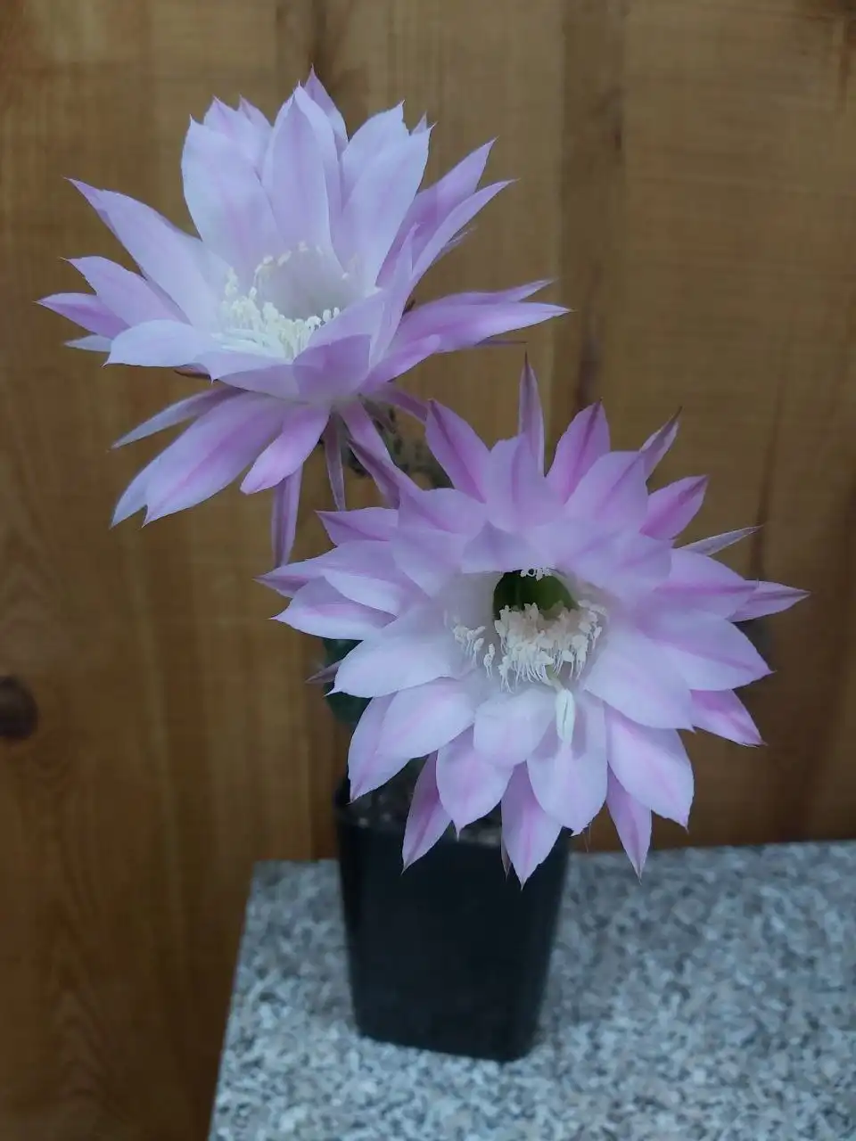 Продажа кактусов в Улан-Удэ - Растения (Хобби и отдых) в Улан-Удэ