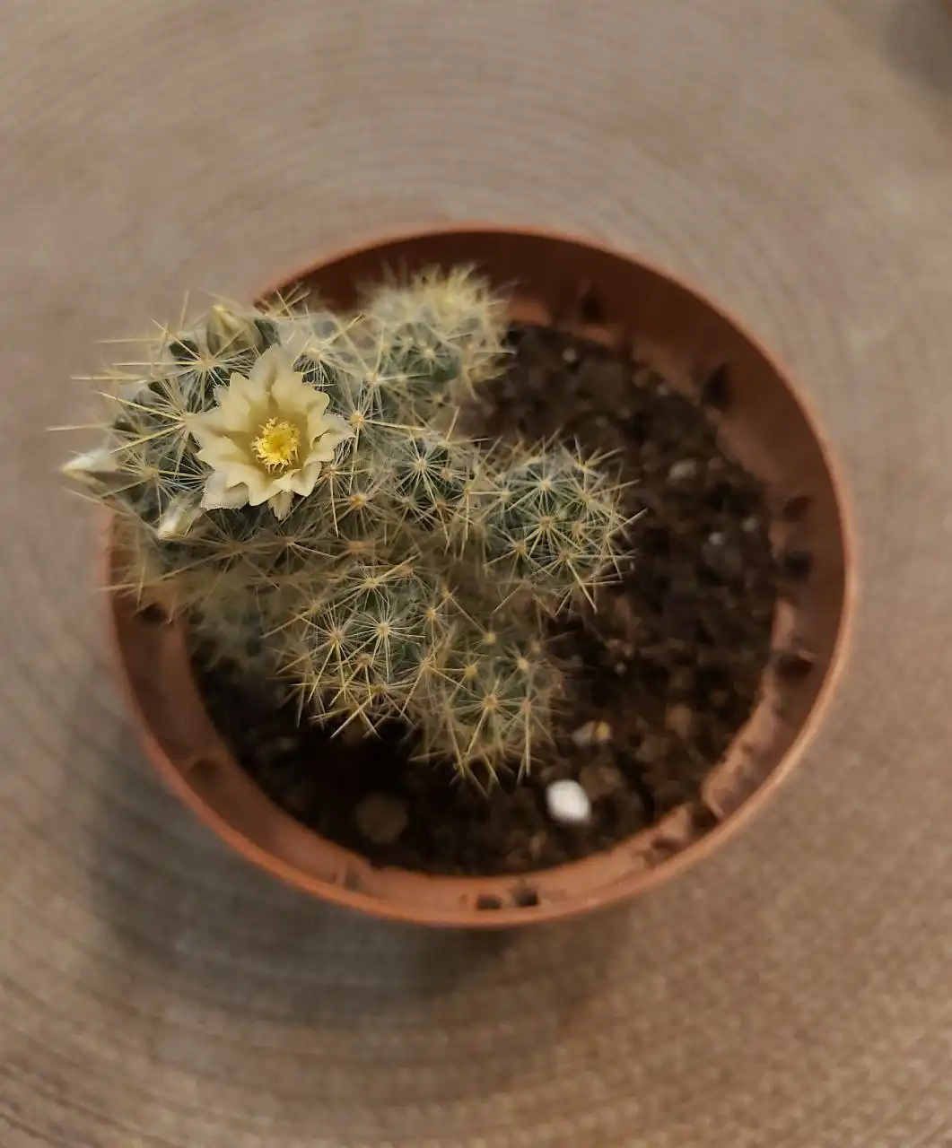 Продажа кактусов в Улан-Удэ - Растения (Хобби и отдых) в Улан-Удэ